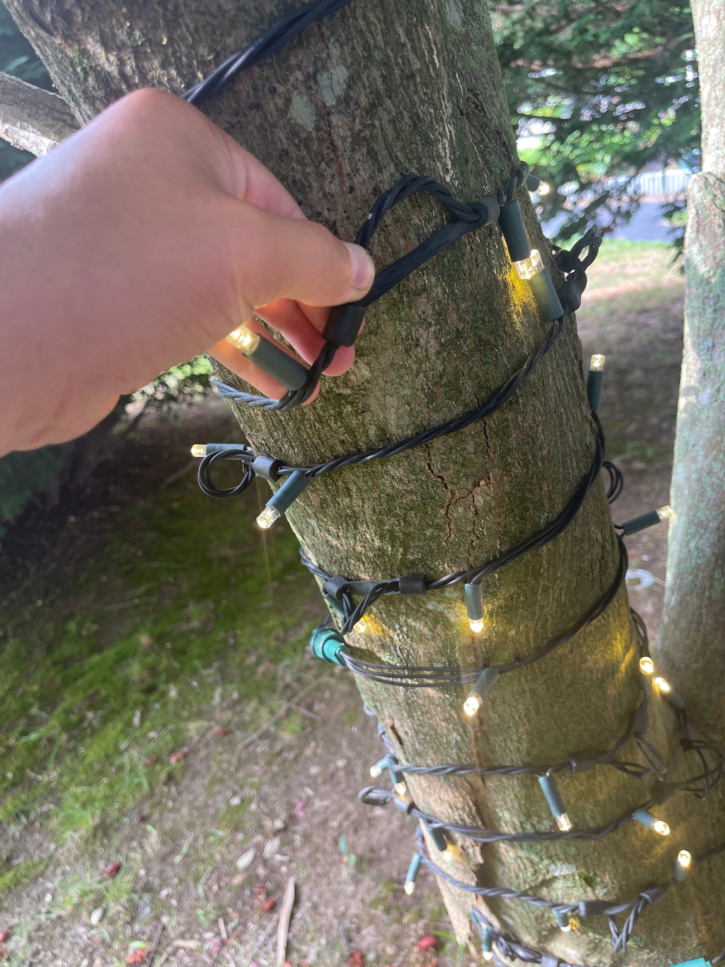 Everlasting lights (stretching lights that grow with trees